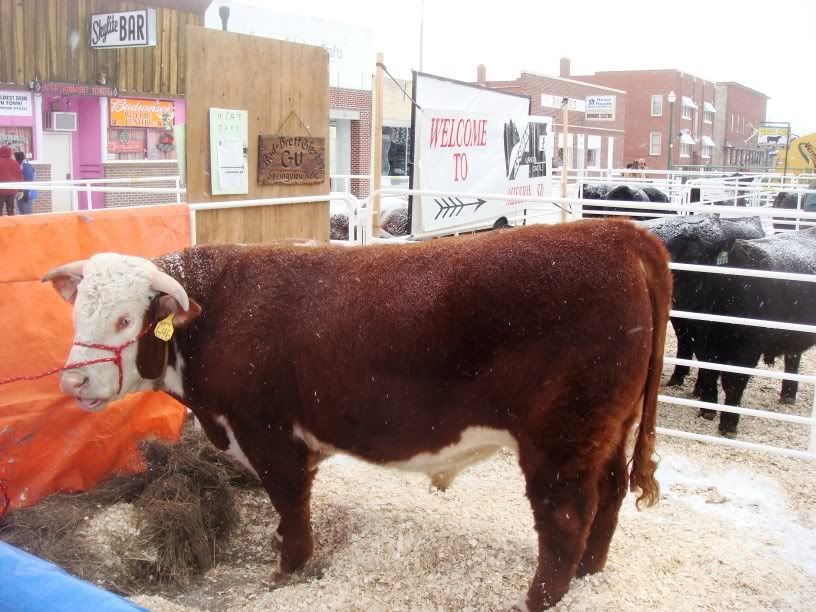 Valentine's Bull Bash pictures, February 9, 2008